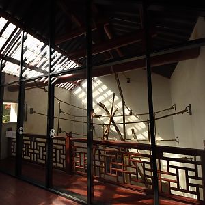 Golden-cheeked gibbon indoors