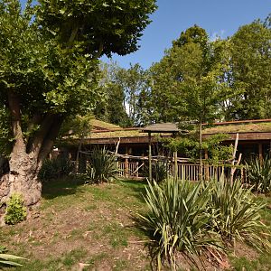 Koala outdoor enclosure