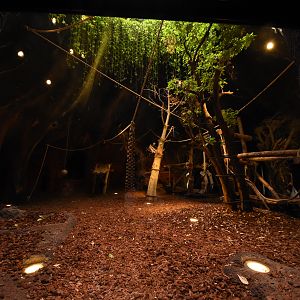 Gorilla volcano number 1