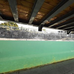 Common hippo underwater viewing
