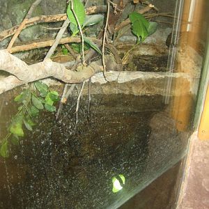 Terrariet Vissenbjerg - Boa constrictor exhibit