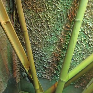 Terrariet Vissenbjerg - Tokay exhibit