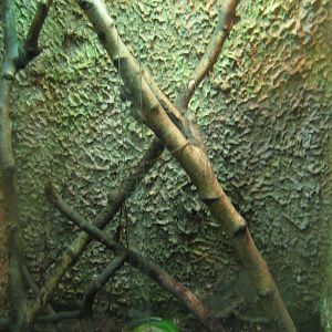 Terrariet Vissenbjerg - Rhinoceros ratsnake exhibit