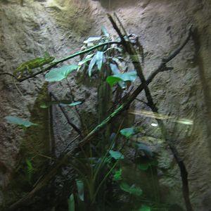 Terrariet Vissenbjerg - Chameleon exhibit