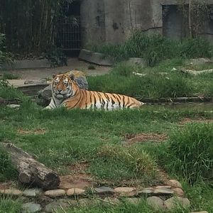 JT the Siberian Tiger