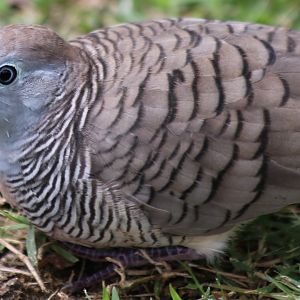 Zebra Dove - Bangkok Suburbs