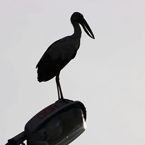 Asian Openbill Silhouette - Bangkok Suburbs