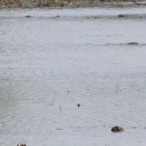 Lesser Whistling Ducks - Bangkok Suburbs