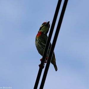 Coppersmith Barbet - Bangkok Suburbs