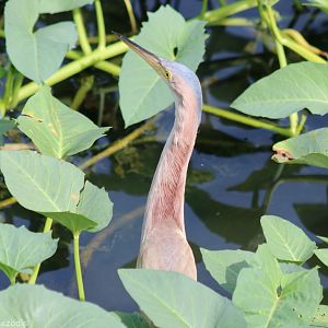 Yellow Bittern - Bangkok Suburbs