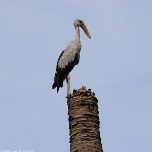 Asian Openbill - Bangkok Suburbs