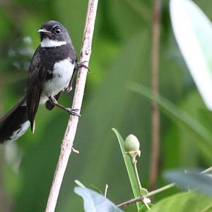 Pied Fantail - Bangkok Suburbs