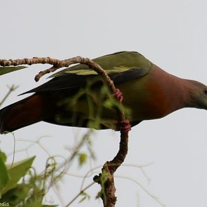 Pink-necked Green-pigeon - Bangkok Suburbs