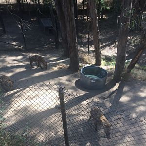 Oakland Zoo Spotted Hyenas