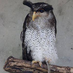 Barred Eagle Owl