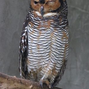 Spotted Wood Owl