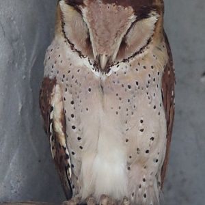 Oriental Bay Owl