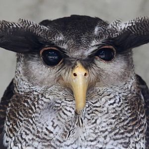 Barred Eagle owl