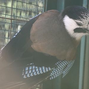 White-faced Jay