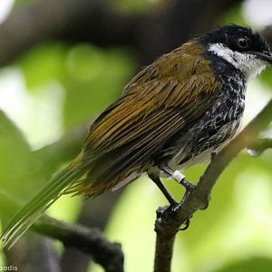 Scaly-breasted Bulbul