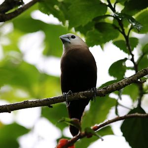 White-headed Munia