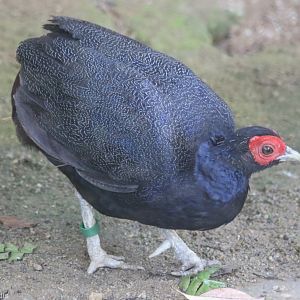 Malay Crestless Fireback