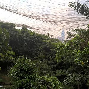 Part of the Main Walkthrough Aviary