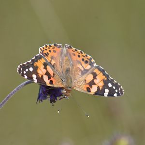 Painted Lady