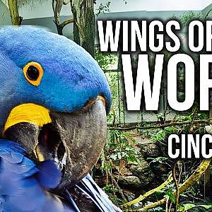 Zoo Tours: The Wings of the World