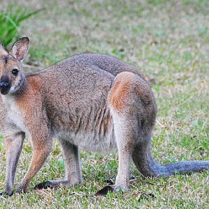 Red-necked wallaby-male