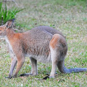 Red-necked wallaby - male