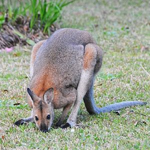 Red-necked wallaby - male