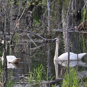 Trumpeter Swans - Alaska