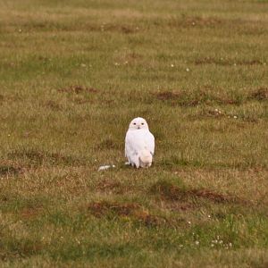 Snowy Owl - Alaska