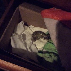 His future doesn’t look good :(