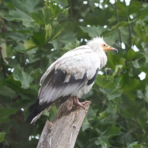 Egyptian vulture (Neophron percnopterus)