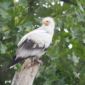 Egyptian vulture (Neophron percnopterus)