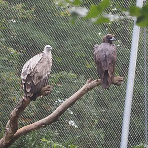 Griffon vulture (Gyps fulvus) and  Cinereous vulture (Aegypius monachus)