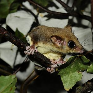 Feathertail Glider (Acrobates pygmaeus)