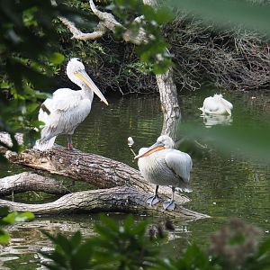 Dalmatian pelicans (Pelecanus crispus)