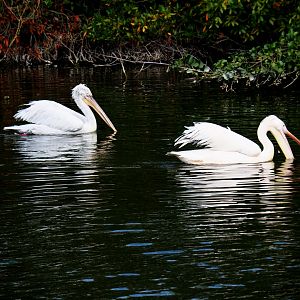 Dalmatian pelican (Pelecanus crispus) and great white pelican (P. onocrotalus)