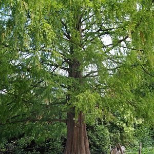 Dawn redwood (Metasequoia glyptostroboides)