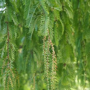 Dawn redwood (Metasequoia glyptostroboides) - Male pollen cones