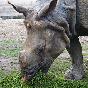 Indian or great one-horned rhinoceros (Rhinoceros unicornis) eating grass