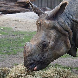 Indian or great one-horned rhinoceros (Rhinoceros unicornis) eating hay