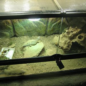 Terrariet Vissenbjerg - Mastigure exhibit