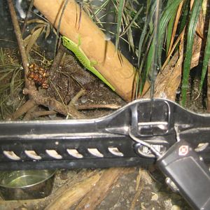 Terrariet Vissenbjerg - Giant Madagascar day gecko exhibit