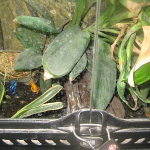 Terrariet Vissenbjerg - Poison dart frog exhibit