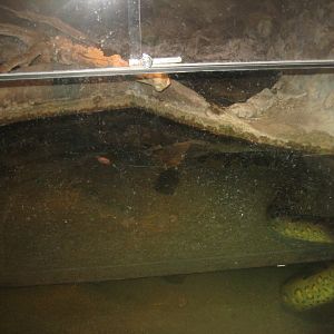 Terrariet Vissenbjerg - Anaconda exhibit