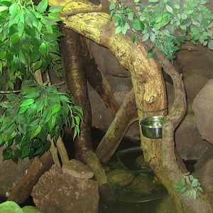 Terrariet Vissenbjerg - Fiji banded iguana exhibit